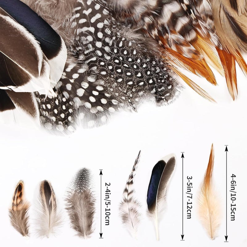 MehelloFeather Store Natural Pheasant Feathers 6 Style Craft Feathers for Dream Catcher Decoration Craft Natural Mixed Feathers (180Pcs) - Image 2